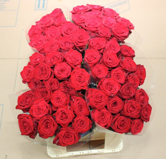 Lot 6 roses GB 50 Red Naomie.JPG